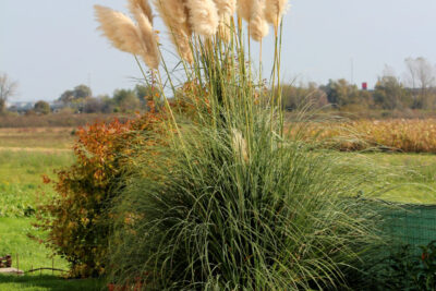 Trawa pampasowa WHITE PLUME