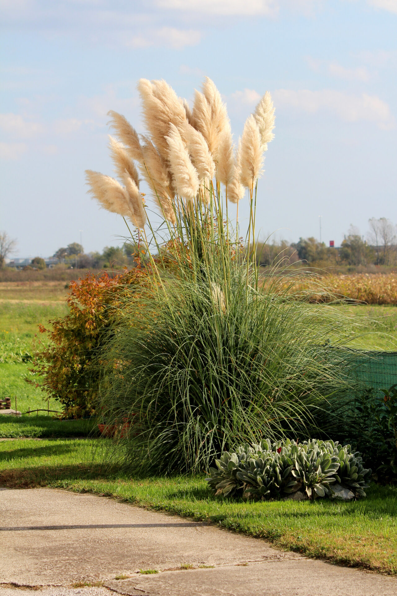Trawa pampasowa WHITE PLUME