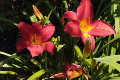 Liliowiec CHERRY CHEEKS