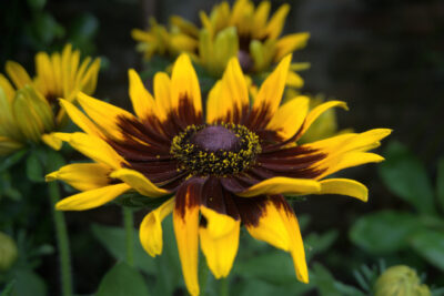 Rudbekia owłosiona SUMMER SPIRIT BICOLOR