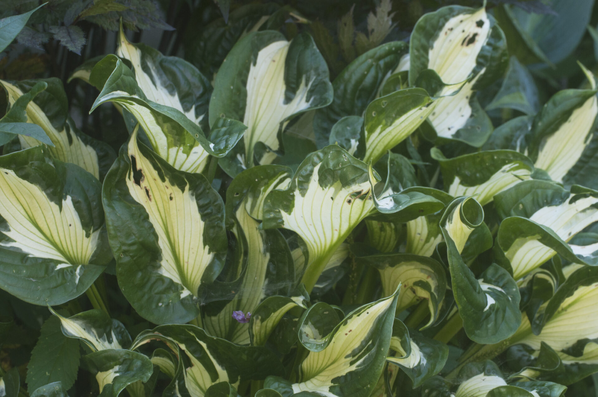 Funkia Hosta HANS - obrazek 3