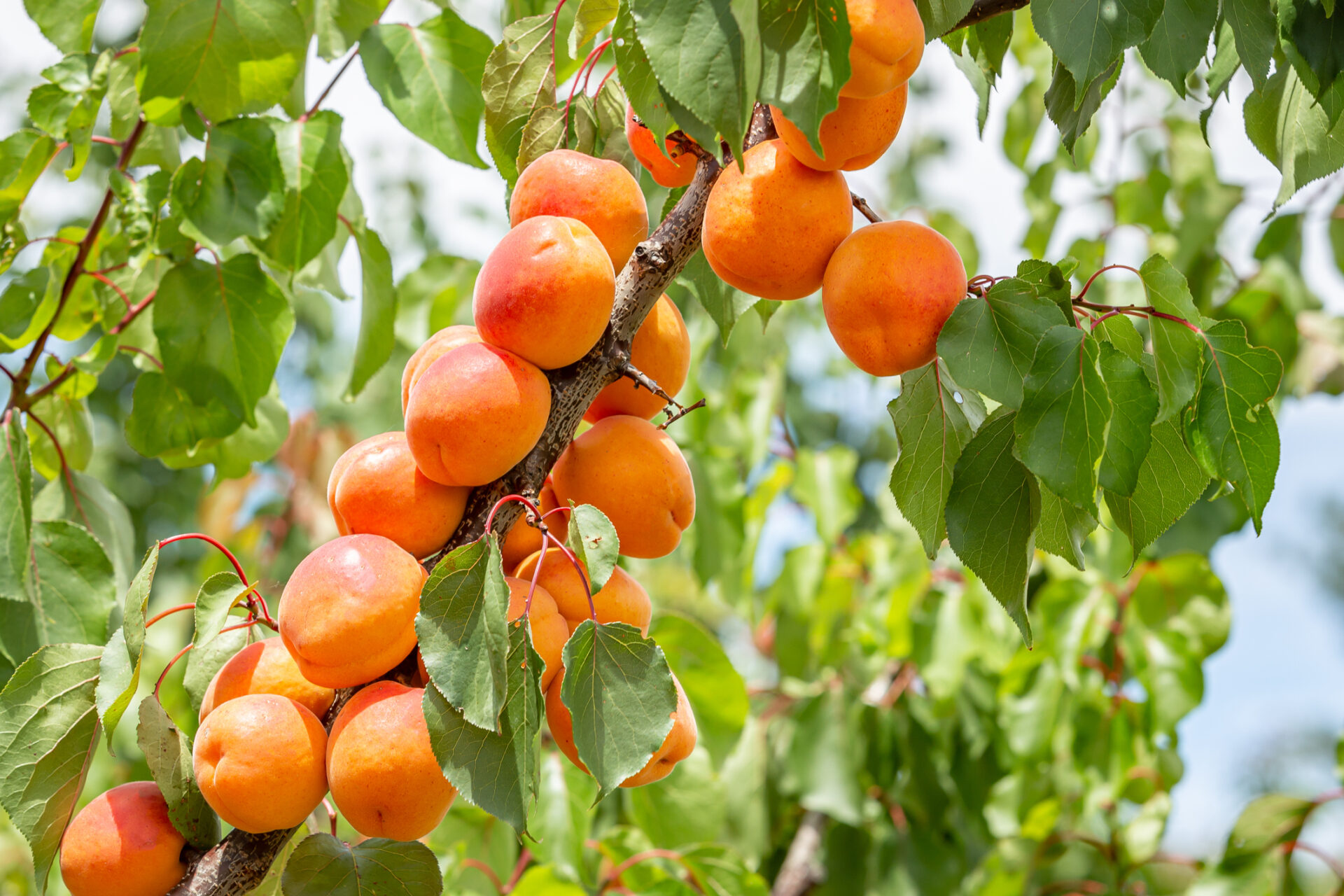 Morela KOLUMNOWA - obrazek 4