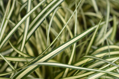 Turzyca oszimska MOONLIGHT