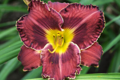 Liliowiec STORM OF THE CENTURY