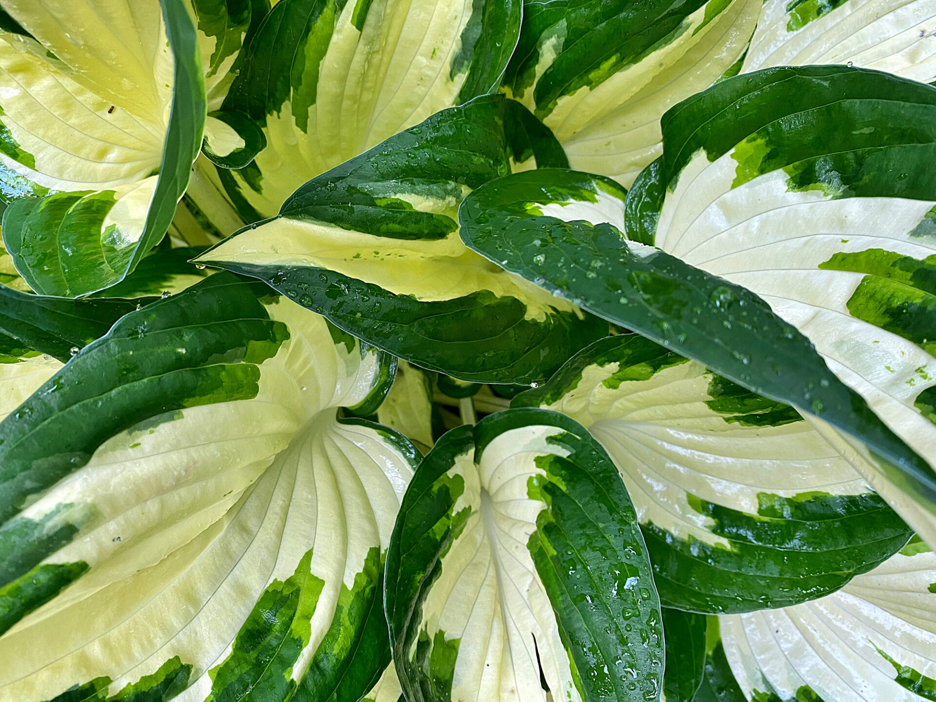 Funkia Hosta HANS - obrazek 2