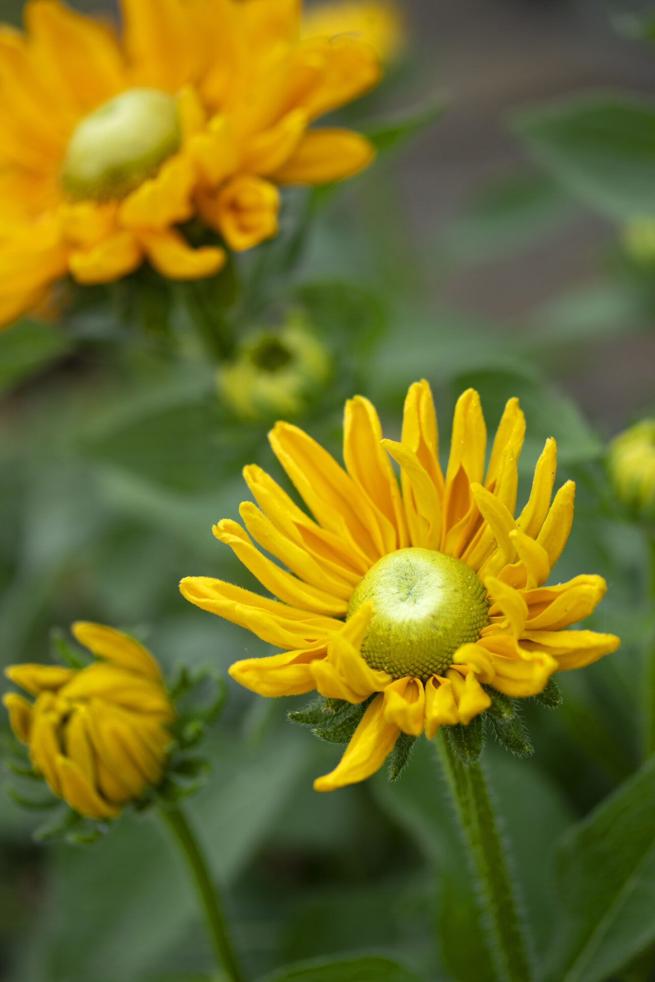 Rudbekia owłosiona AMARILLO GOLD - obrazek 3