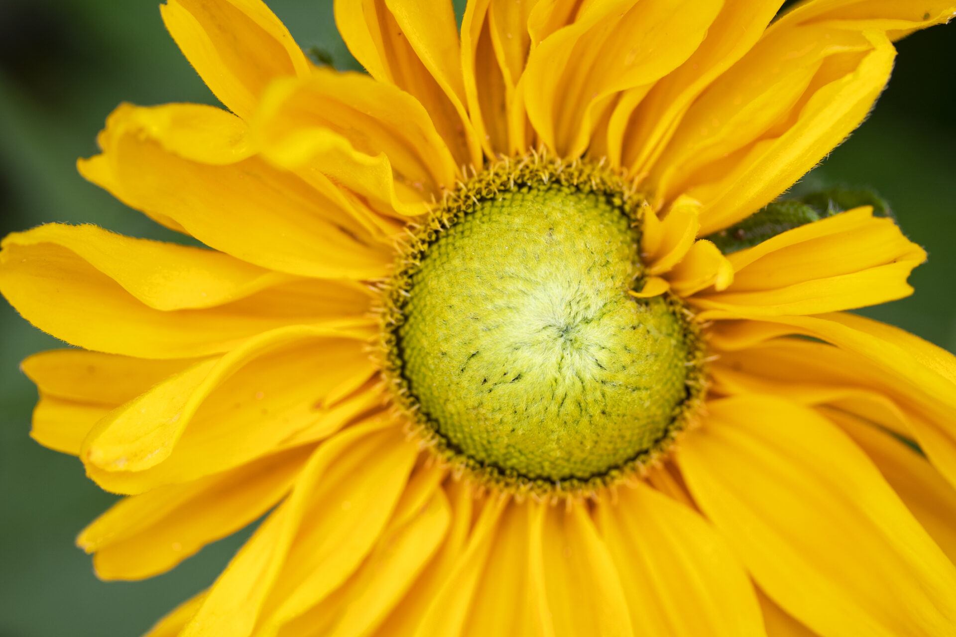 Rudbekia owłosiona AMARILLO GOLD