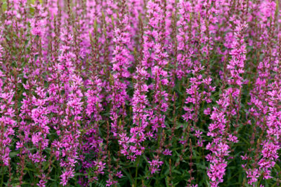 Krwawnica LUMINARA LILAC