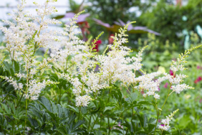 Tawułka Arendsa SNOWDRIFT