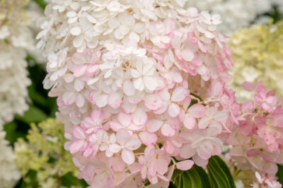 Hortensja bukietowa HERCULES