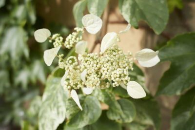 Przywarka japońska WINDMILLS