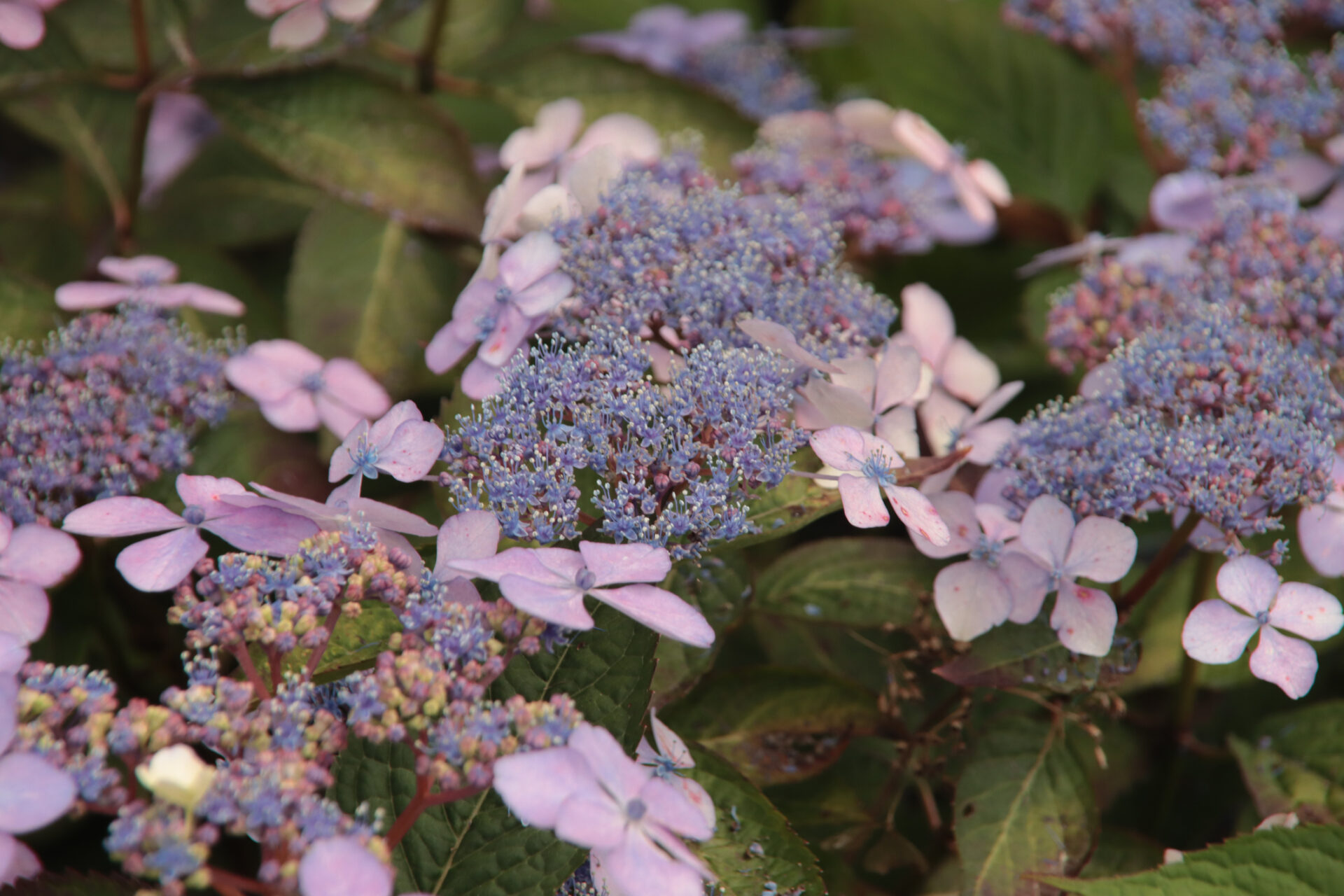 Hortensja piłkowana MAGIC SUNSET - obrazek 3