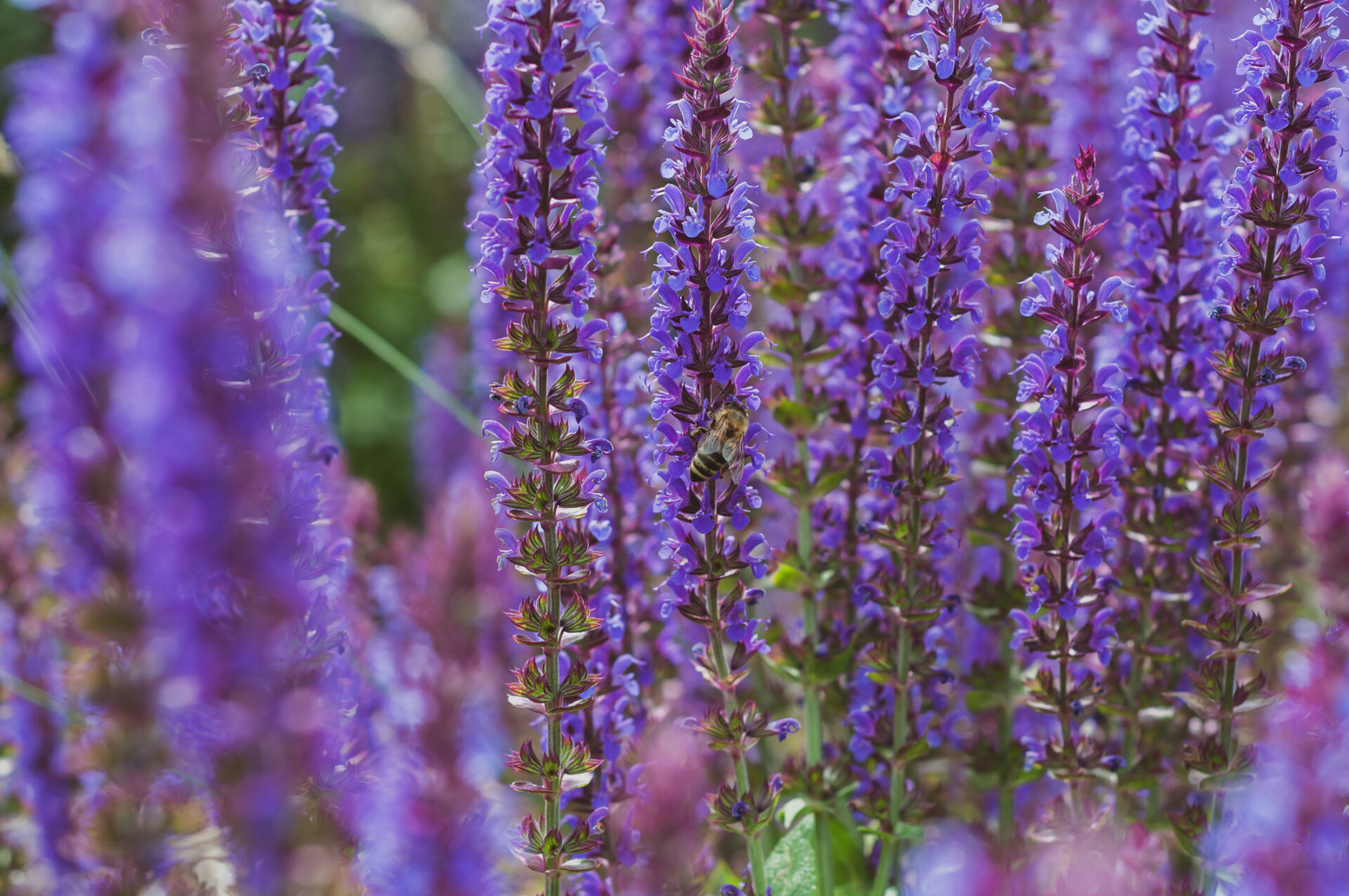 Szałwia omszona SYNCHRO BLUE - obrazek 4