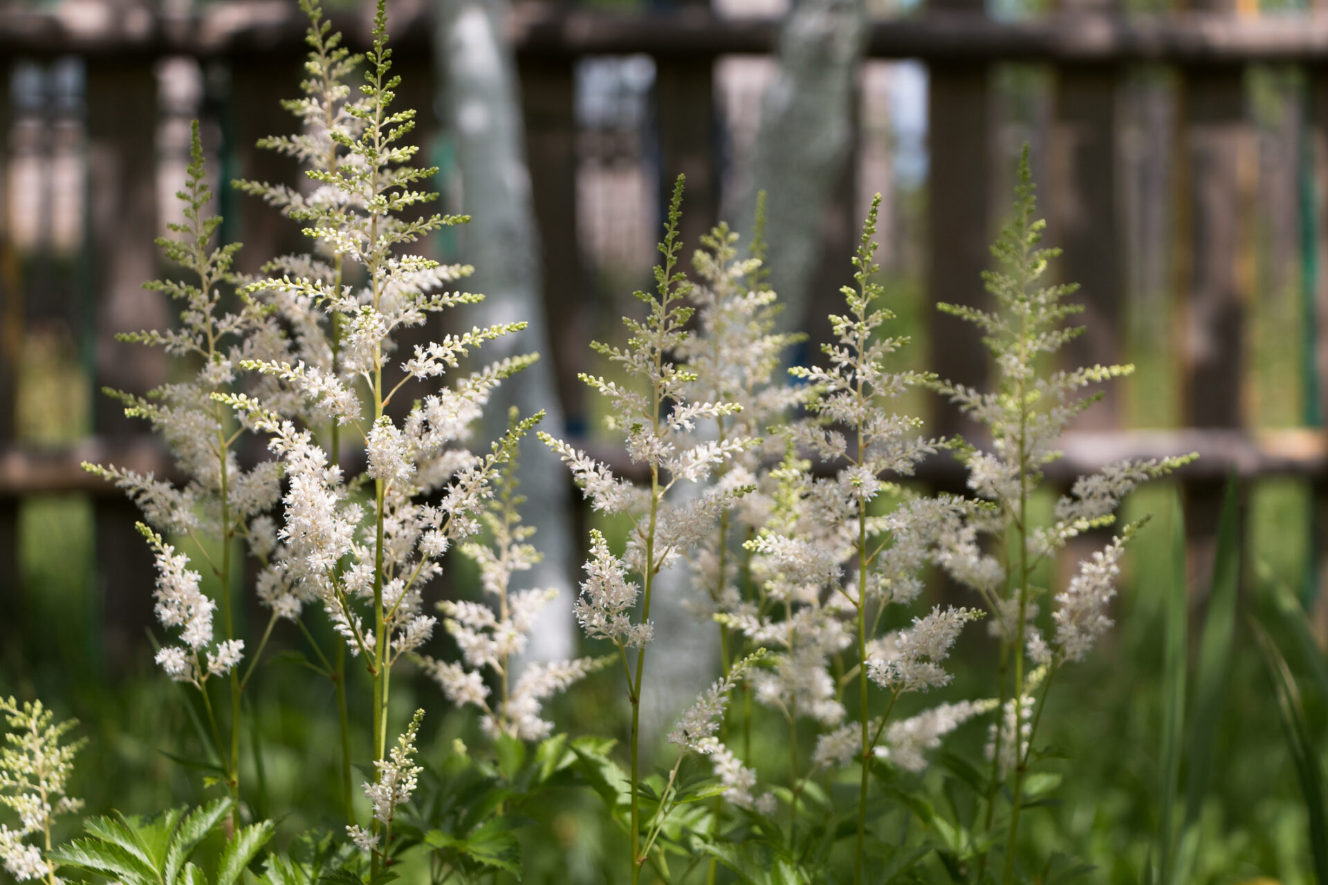 Tawułka Arendsa SNOWDRIFT - obrazek 3