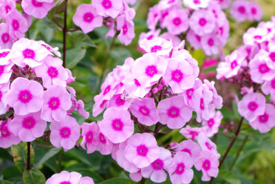 Floks wiechowaty HERBSTWALZER