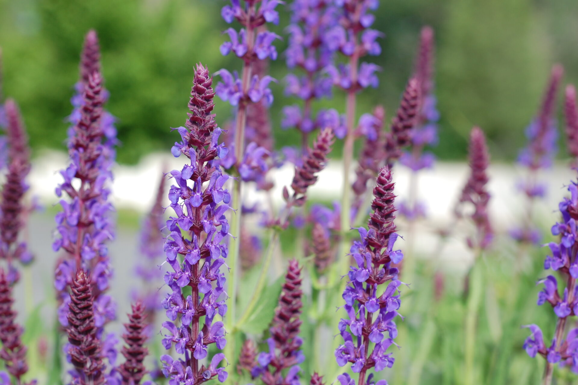 Szałwia omszona BORDEAUX DEEP BLUE - obrazek 2