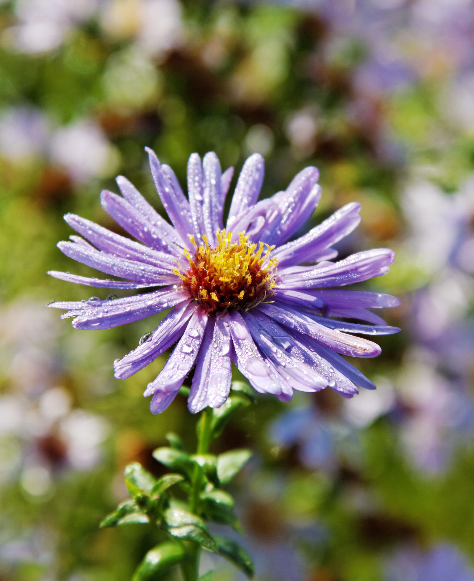 Aster TREFFPUNKT - obrazek 2