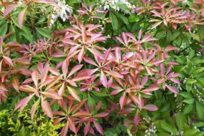 Pieris japoński BONFIRE