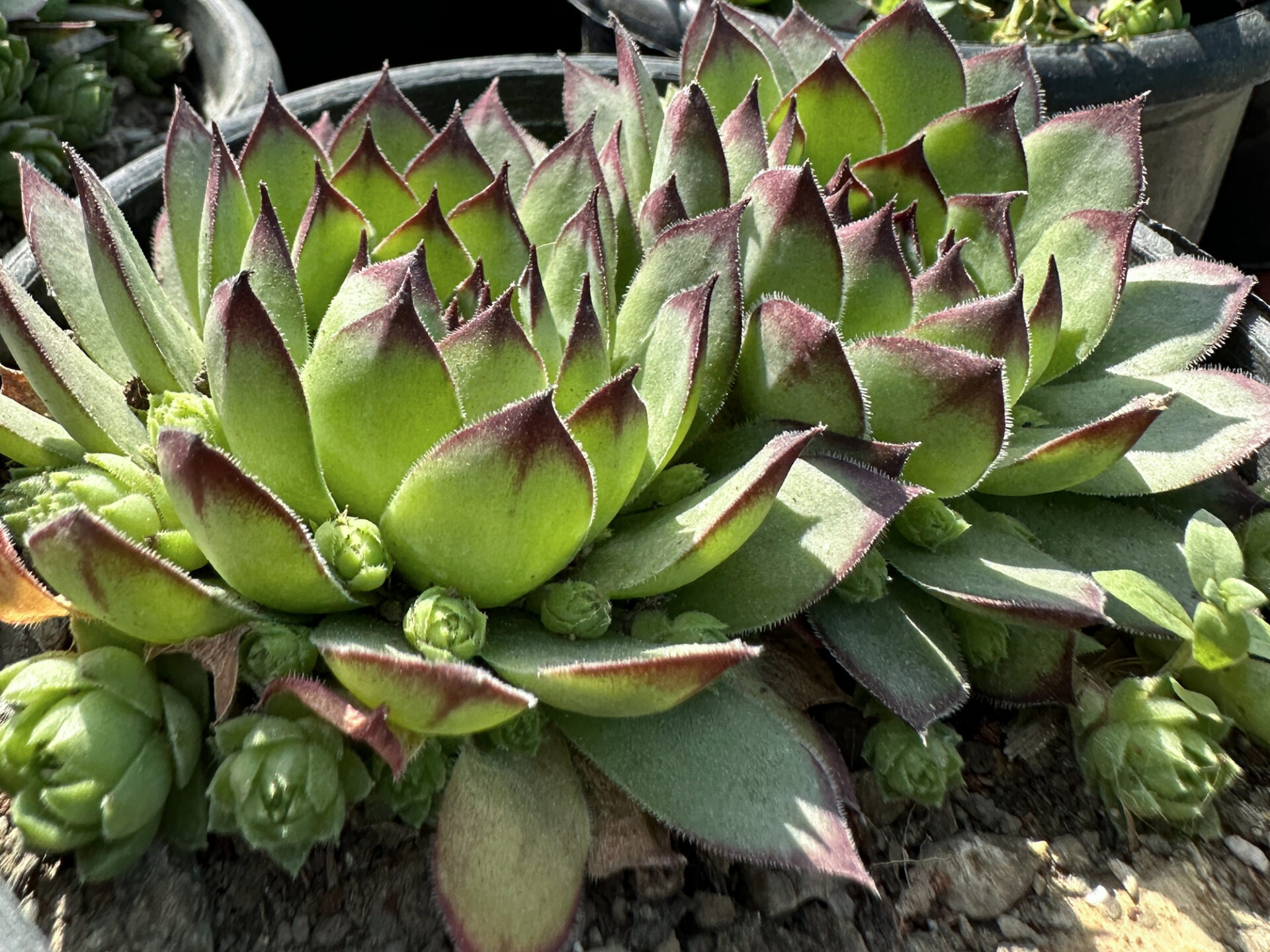 Rojnik REINHARD - obrazek 2