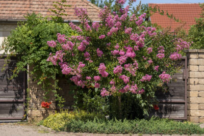Lagerstroemia indyjska PETITE PINK