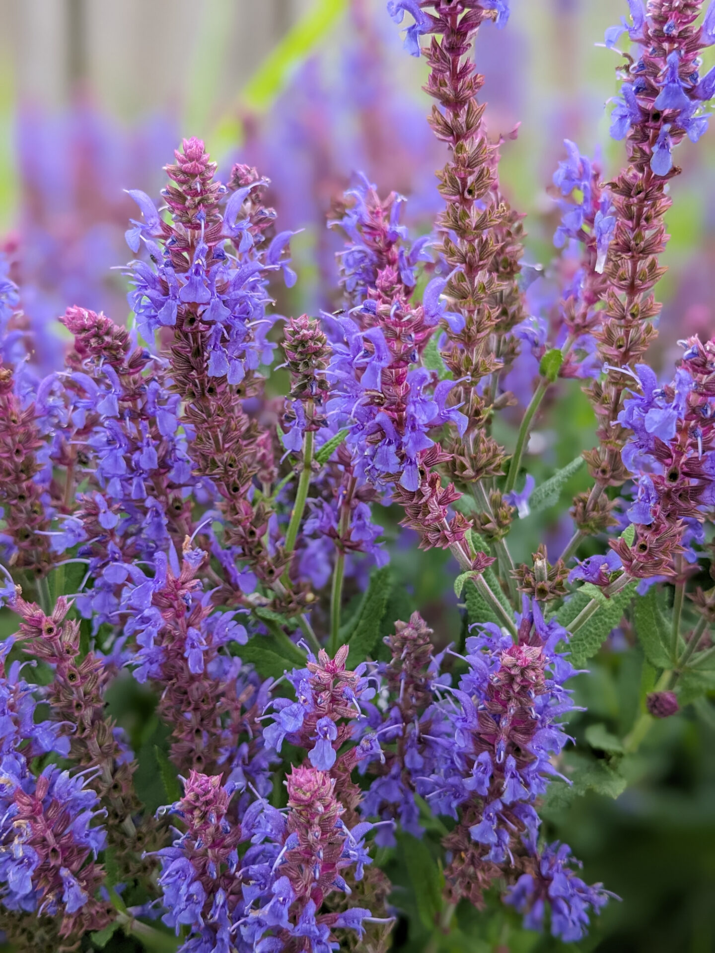 Szałwia omszona BORDEAUX DEEP BLUE - obrazek 3