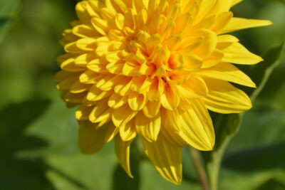 Słonecznik SUNSHINE DAYDREAM