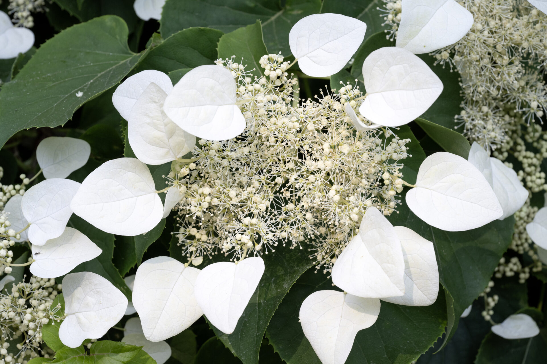 Przywarka japońska WINDMILLS - obrazek 3