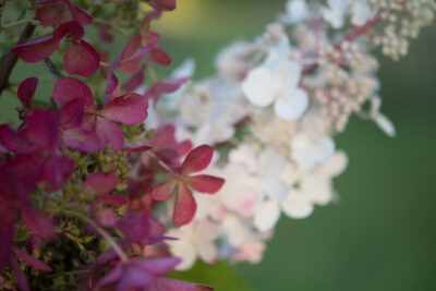 Hortensja bukietowa LIVING INFINITY