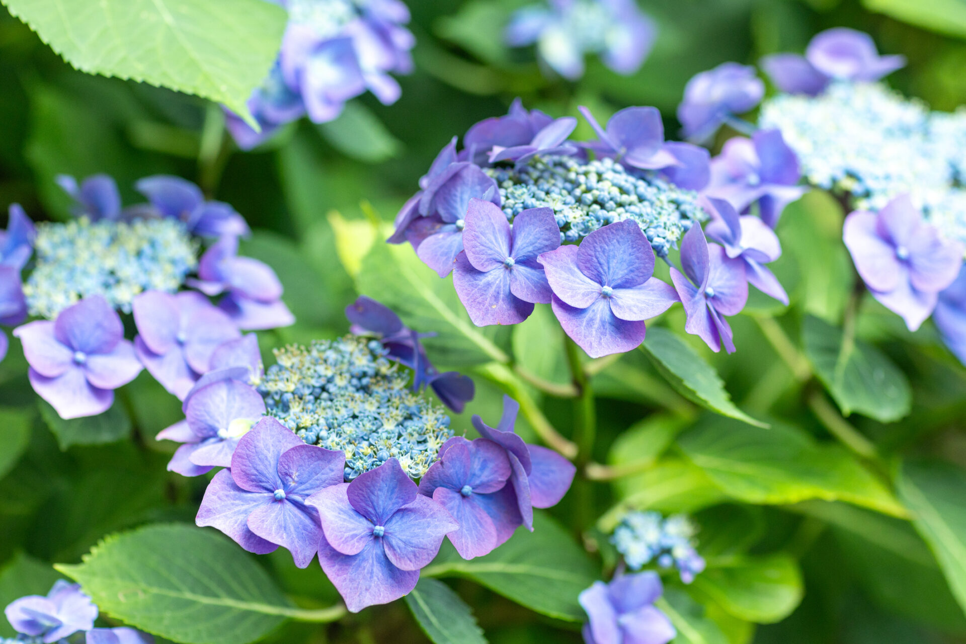 Hortensja piłkowana MAGIC SUNSET - obrazek 4