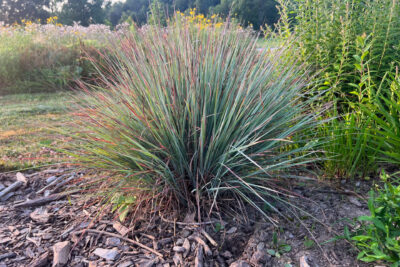 Palczatka miotlasta STANDING OVATION