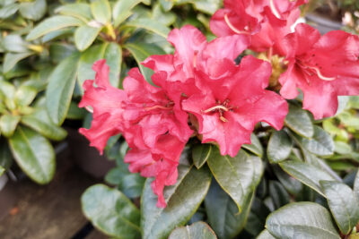 Rhododendron różanecznik BENGAL