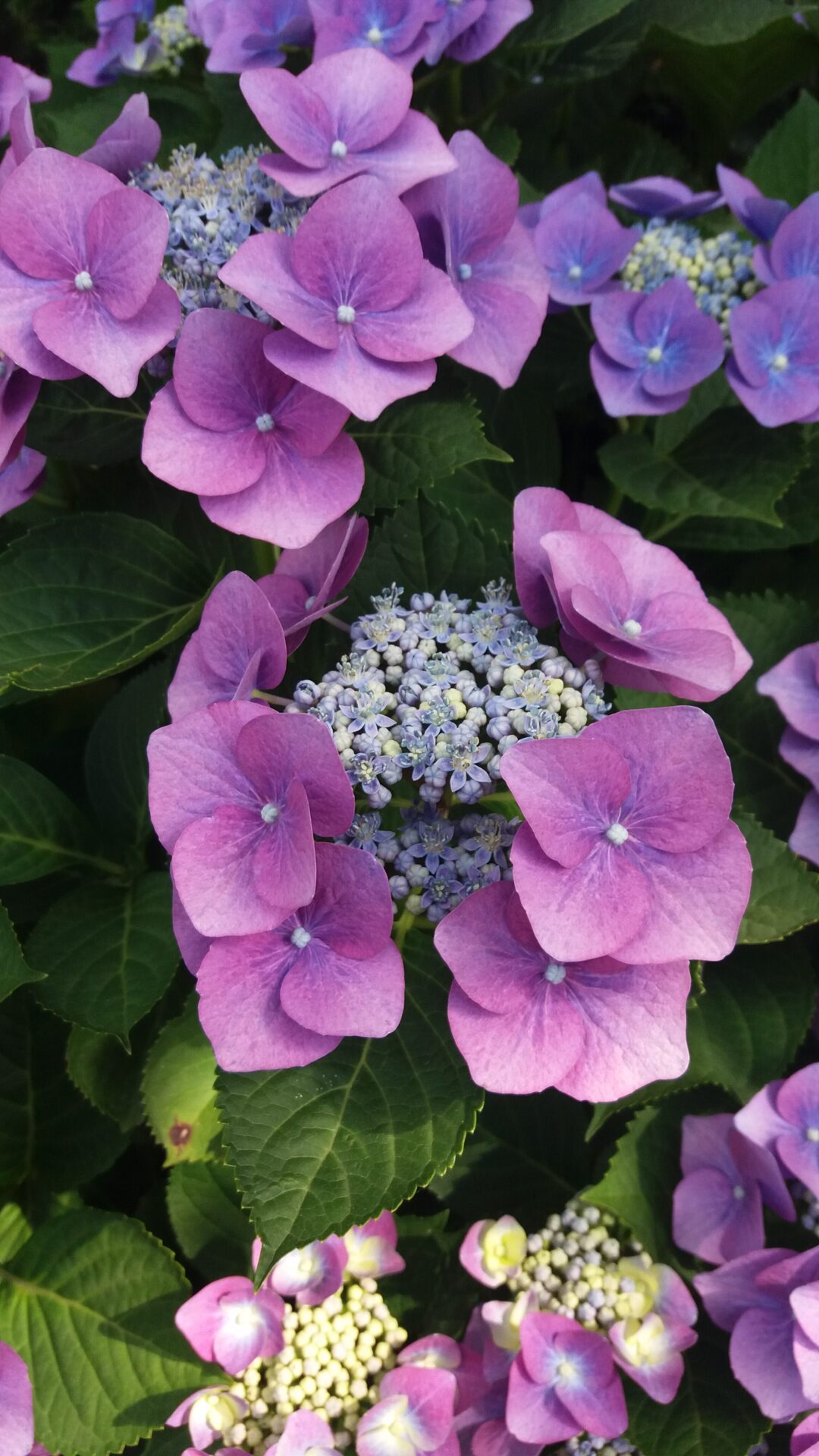 Hortensja piłkowana MAGIC SUNSET