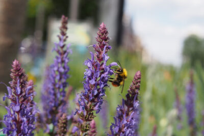 Szałwia omszona BORDEAUX DEEP BLUE