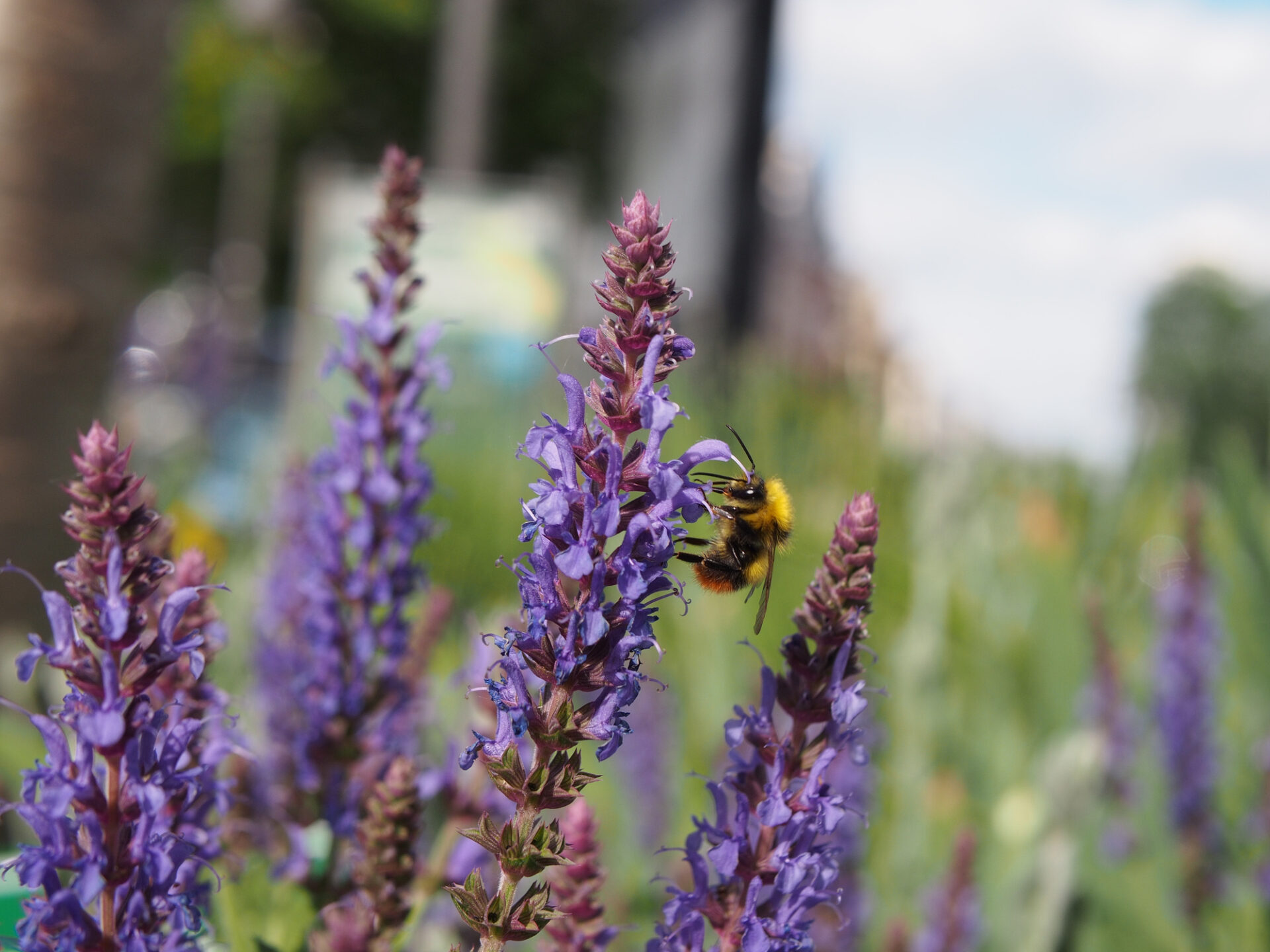 Szałwia omszona BORDEAUX DEEP BLUE