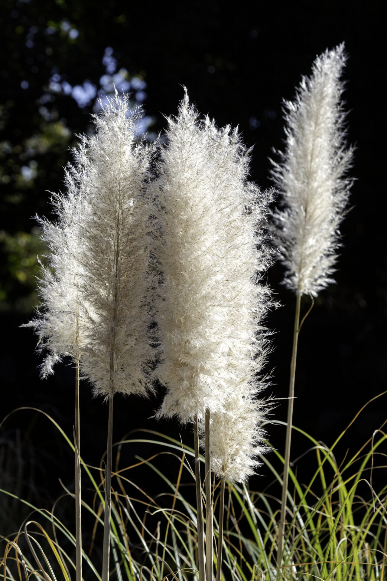 Trawa pampasowa WHITE PLUME - obrazek 2