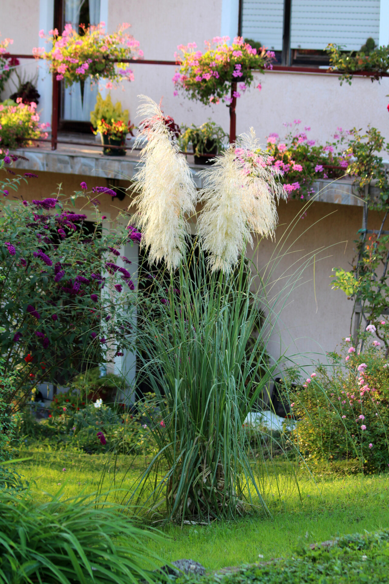 Trawa pampasowa WHITE PLUME - obrazek 3