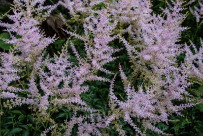 Tawułka pojedynczolistna HENNIE GRAAFLAND