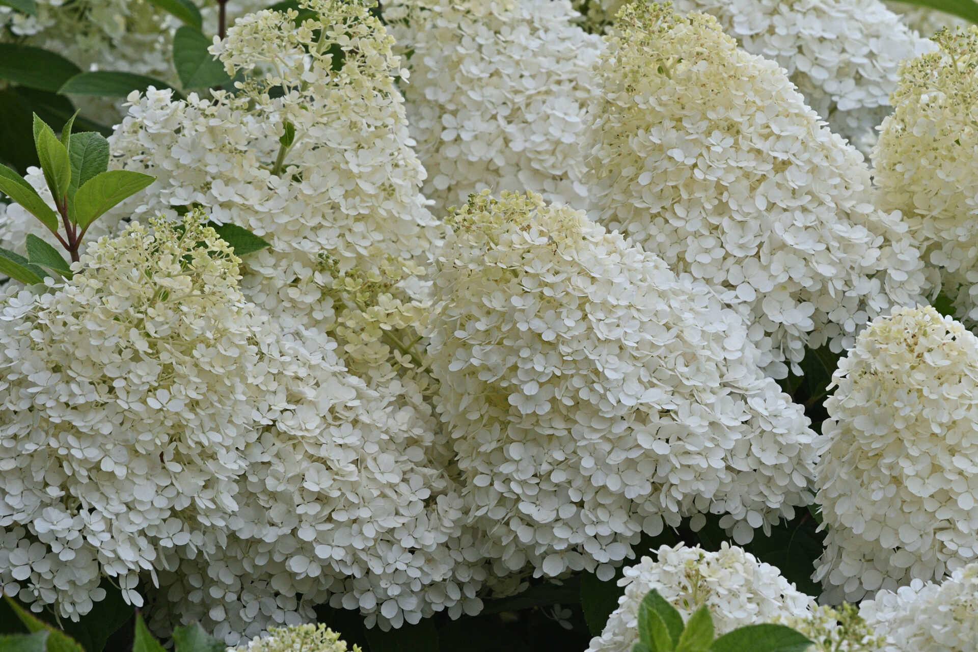 Hortensja bukietowa HERCULES - obrazek 2