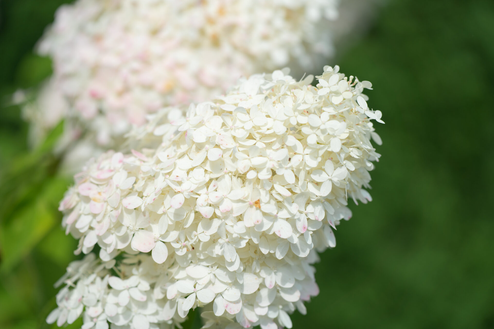 Hortensja bukietowa HERCULES - obrazek 3