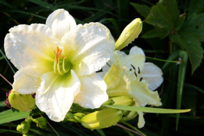 Liliowiec WHITE TEMPTATION