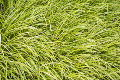 Turzyca GOLD FOUNTAIN