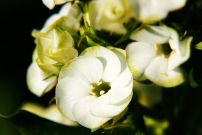 Floks wiechowaty JADE delikatne PIĘKNE kwiaty bardzo DŁUGO KWITNIE