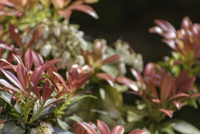 Pieris japoński RED MILL