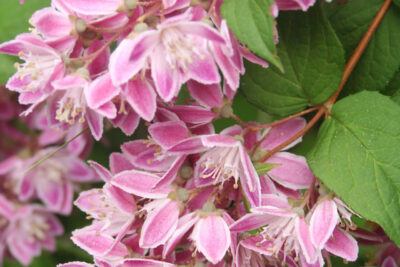 Żylistek YUKI CHERRY BLOSSOM