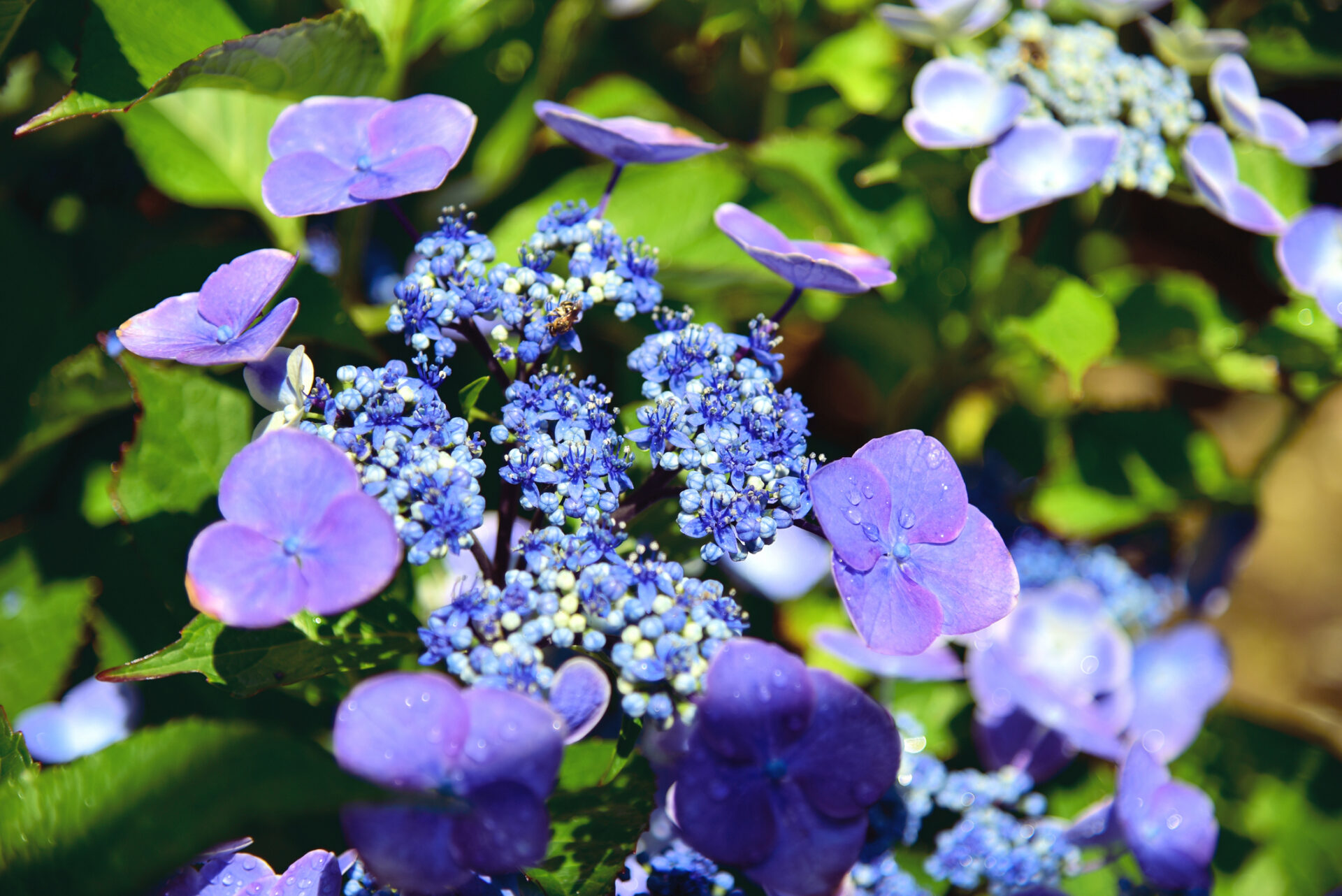 Hortensja piłkowana MAGIC SUNSET - obrazek 2