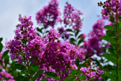 Lagerstroemia indyjska PURELY PURPLE