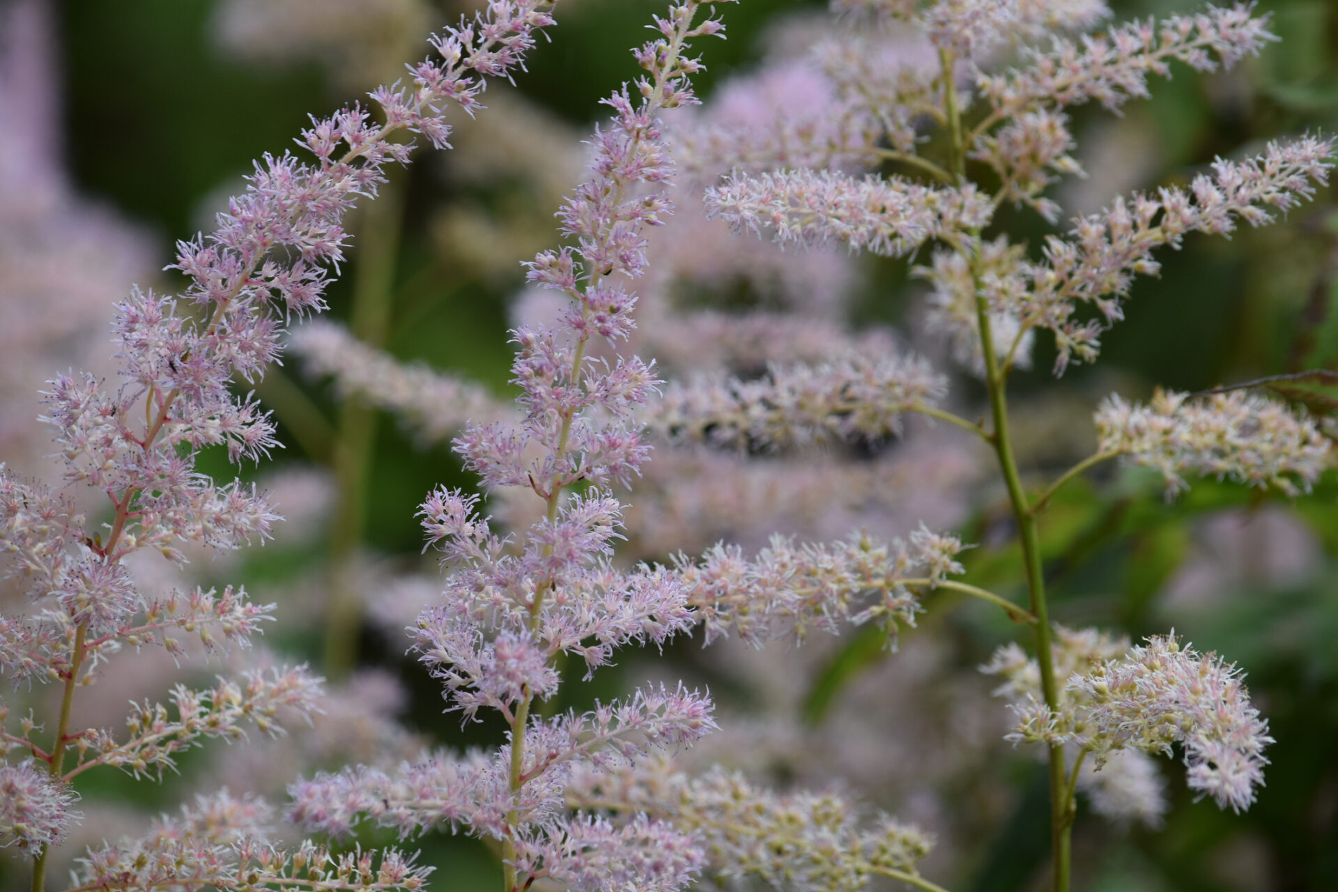 Tawułka pojedynczolistna HENNIE GRAAFLAND - obrazek 2