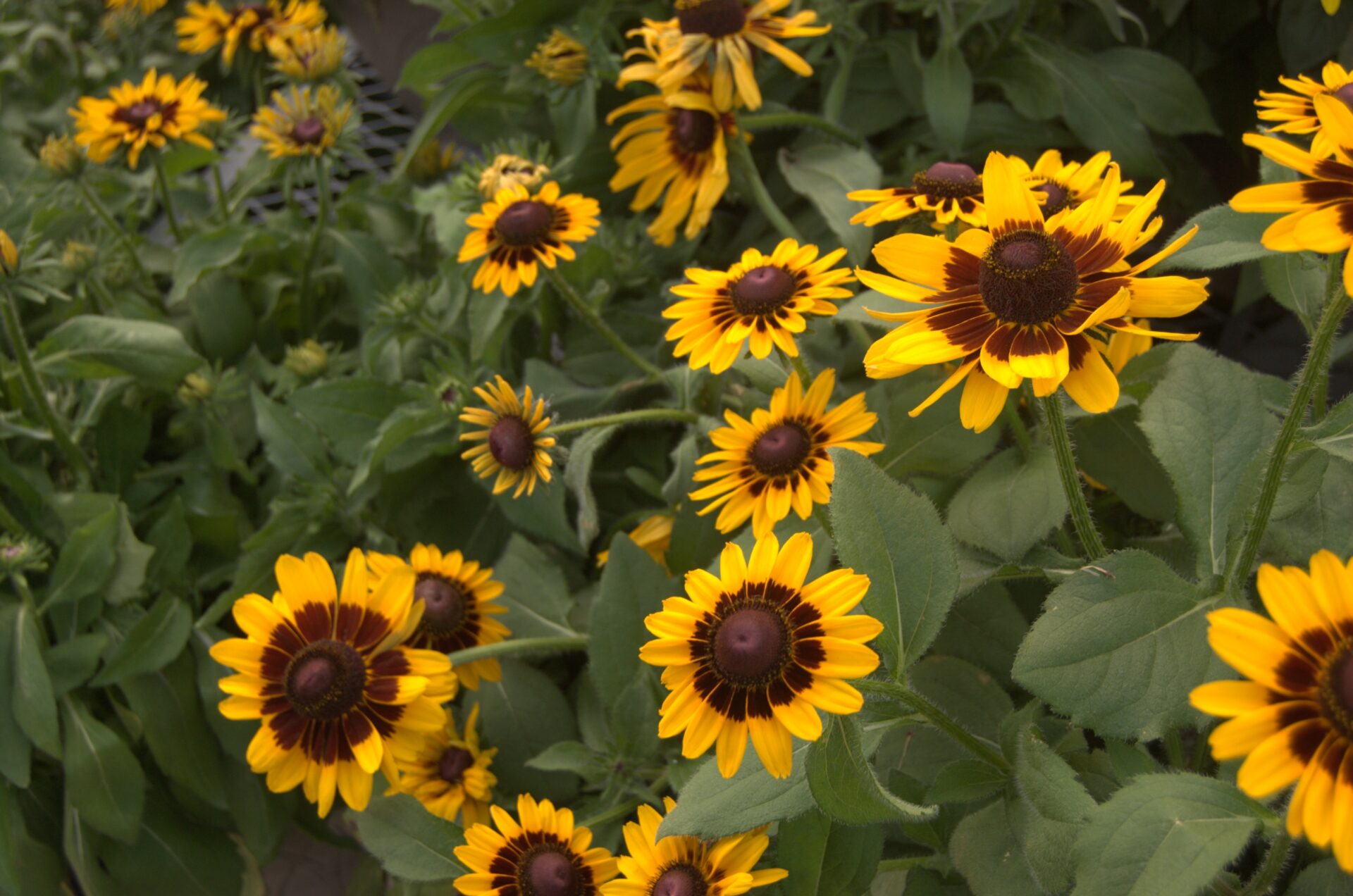 Rudbekia owłosiona SUMMER SPIRIT BICOLOR - obrazek 2