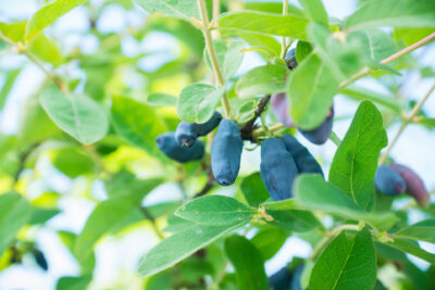 Jagoda kamczacka MORENA