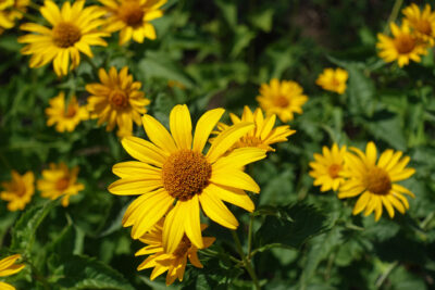 Słoneczniczek szorstki ORIOLE SINGLE YELLOW